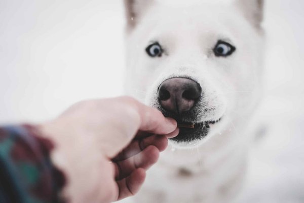 Quels sont les aliments toxiques ou dangereux pour les animaux ?