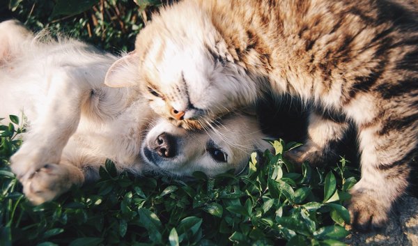 Tout savoir sur l'homéopathie animale : fonctionnement, efficacité et avantages