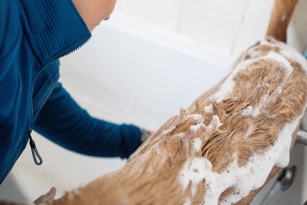 Comment choisir le shampooing adapté à son animal ?