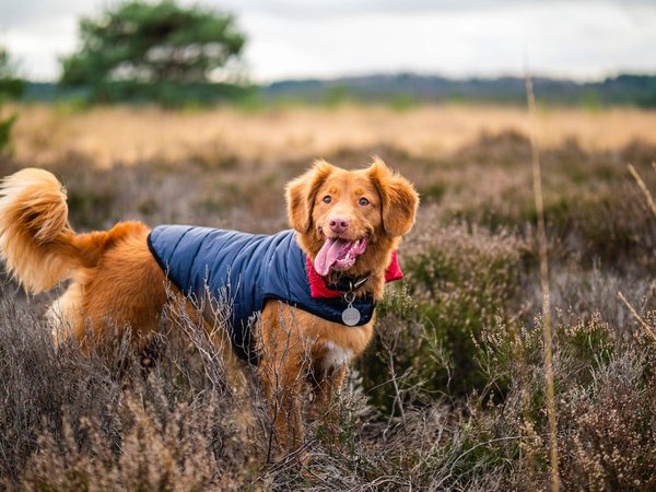 Comment brosser son animal quotidiennement ?