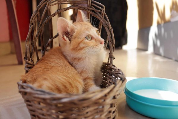Quels sont les matériels et les accessoires indispensables pour son animal ?