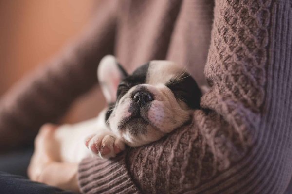 Quels sont les principaux parasites et les maladies infectieuses qui touchent les animaux ?