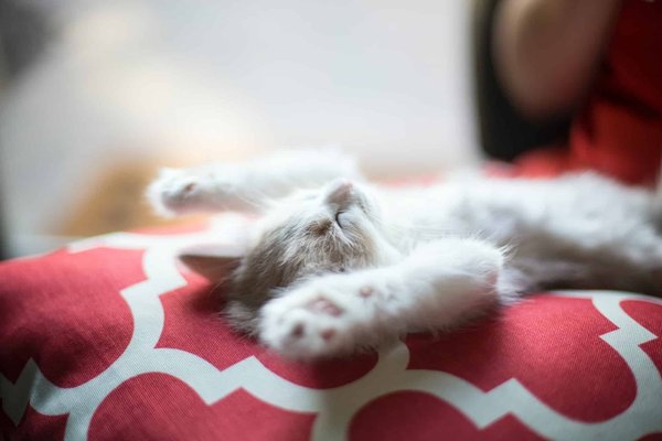 Comment reconnaître les symptômes des parasites et des maladies infectieuses chez les animaux ?